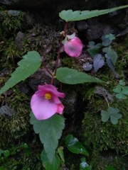 Begonia gracilis