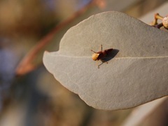 Brunotartessus fulvus