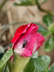 Brachymeria podagrica