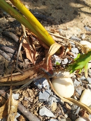 Ommatoiulus sabulosus