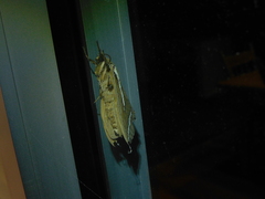 Abantiades latipennis