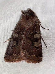 Cerastis tenebrifera