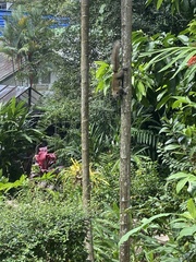 Callosciurus caniceps