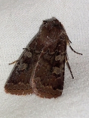 Cerastis tenebrifera