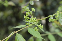 Picrasma quassioides