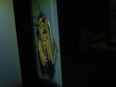 Abantiades latipennis