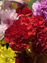 Dianthus caryophyllus