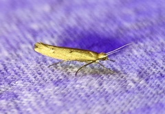 Ypsolopha ochrella