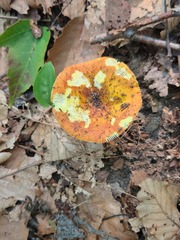 Russula aurea