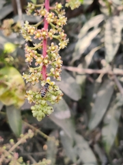 Mangifera indica