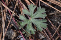 Geranium caespitosum