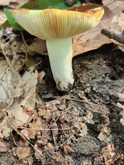 Russula aurea