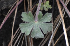 Geranium caespitosum