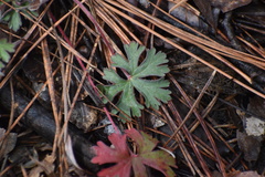Geranium caespitosum