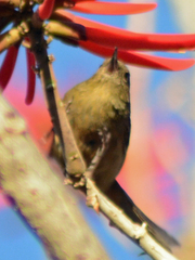 Diglossa baritula