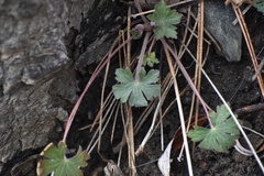 Geranium caespitosum