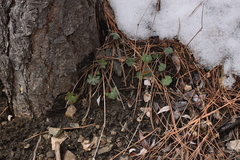 Geranium caespitosum