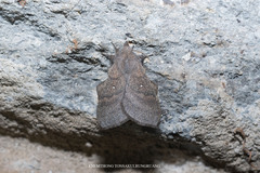 Leipoxais peraffinis