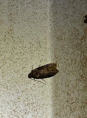 Chionodes mediofuscella