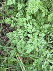 Anthriscus caucalis
