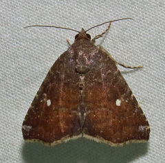 Amyna bullula