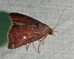 Amyna bullula