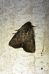 Condica sutor