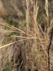 Andropogon virginicus