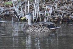 Anas platyrhynchos × fulvigula