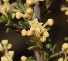 Trymalium elachophyllum