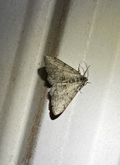 Phigalia strigataria