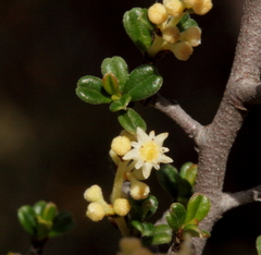 Trymalium elachophyllum
