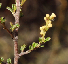 Trymalium elachophyllum