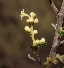 Trymalium elachophyllum