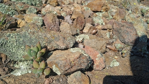 Pachyphytum hookeri