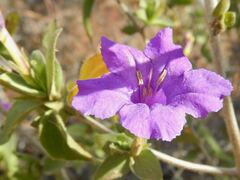 Ruellia californica