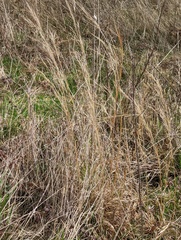 Andropogon virginicus