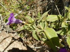 Ruellia californica