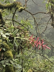 Tillandsia gymnobotrya