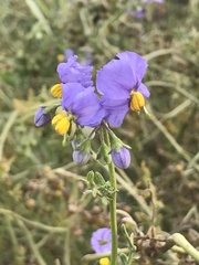 Solanum pinnatum