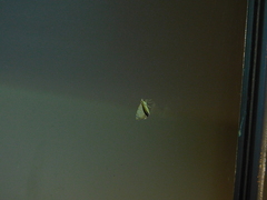 Chrysolarentia mecynata