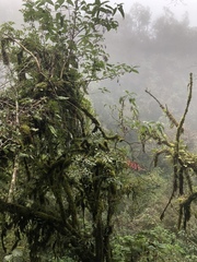 Tillandsia gymnobotrya