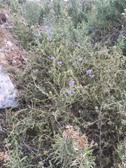 Solanum pinnatum
