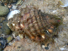 Monoplex parthenopeus