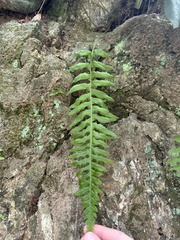 Polypodium californicum
