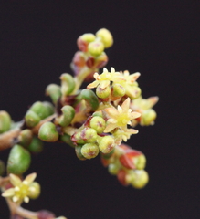 Trymalium elachophyllum