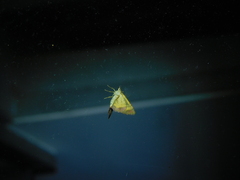 Chrysolarentia mecynata