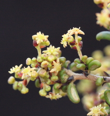 Trymalium elachophyllum