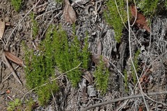 Galium andrewsii