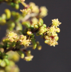 Trymalium elachophyllum